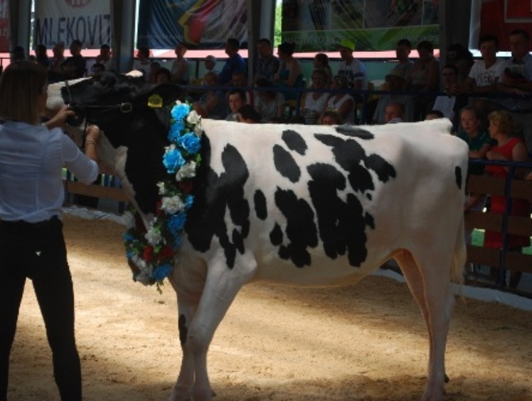 Regionalna Wystawa Zwierząt Hodowlanych w Szepietowie